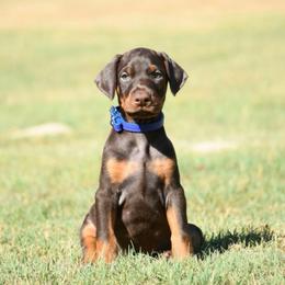 Major - Red and rust male Doberman Pinscher puppy in Overton, Texas from Obsidian Kennel
