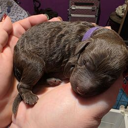 Purple- Cindy Lou - Brown female Poodle puppy in Copperas Cove, Texas from Poodles of Valor