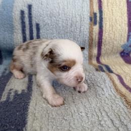 Miracle - Red merle female Miniature American Shepherd puppy in Florence, Oregon from NW Aloha Miniature American Shepherds