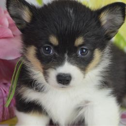 Tiana - Black and tan female Pembroke Welsh Corgi puppy in San Diego ,Ca, California from SoCal Native Corgis