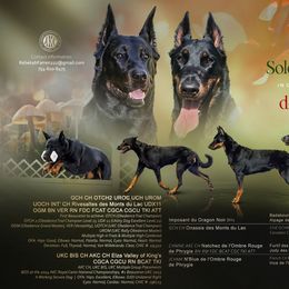 Beauceron puppies from Soleil et Lune Beaucerons