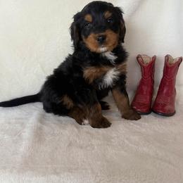 Bernedoodle Puppies from Rosie’s Tribe