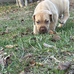 Liver - Brown male Boerboel puppy in Flemingsburg, Kentucky from Aussgardian Boerboels