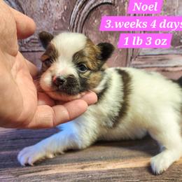 Noel - White female Companion Cross puppy in Davenport, Washington from Lovely Ladies and Little Asses Miniature Equines (L3A Pomeranians & Papillons)