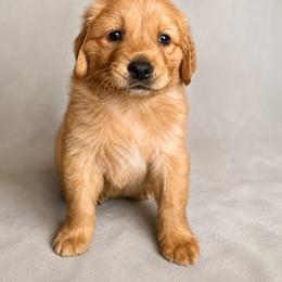 Rooster - Dark golden male Golden Retriever puppy in Underwood, Iowa from Picklebee Acres