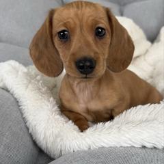 Gus - Red male Dachshund puppy in Toledo, Illinois from Mountjoy Dachshunds