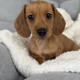 Gus - Red male Dachshund puppy in Toledo, Illinois from Mountjoy Dachshunds