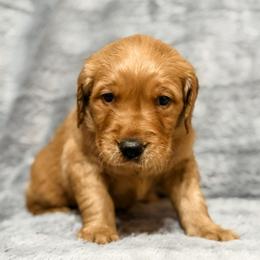 Valor - Dark golden male Golden Retriever puppy in Salt Lake City, Utah from Soaring golden retrievers