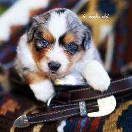 Nutter Butter - Blue merle male Australian Shepherd puppy in Paola, Kansas from Tiz Ranch