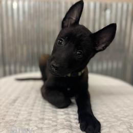 Grey Collar - Black sable male Belgian Malinois puppy in Muskegon, Michigan from Red Acres Working Line K9s