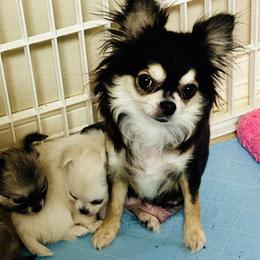 Violet - Chihuahua