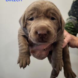 Blitzen - Silver male Dilute Retriever puppy in New Providence, Pennsylvania from Southernend Silvers