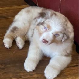 Australian Shepherds from Rigler Ranch Australian Shepherds