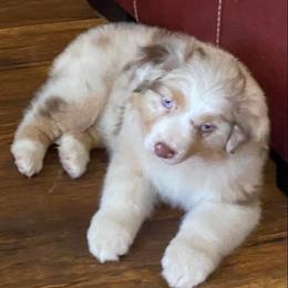 Australian Shepherds from Rigler Ranch Australian Shepherds