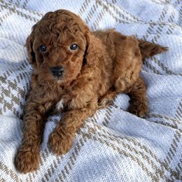 Cider - Red  male Poodle puppy in Florida from Rouge Poodles