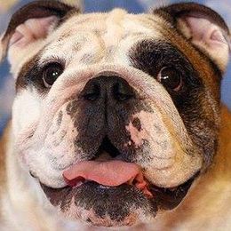 English Bulldog All Grown Up from Michaeline Jablonski