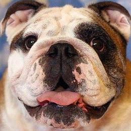 English Bulldog All Grown Up from Michaeline Jablonski