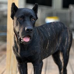 Lilith - Black brindle female Cane Corso puppy in Sandia, Texas from OneTime Cane Corso