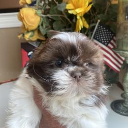Boy 2 - male Shih Tzu puppy in Troy, Michigan from "Shihtzu Best Friend"