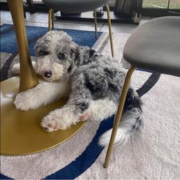 Poodle and Sheepadoodle All Grown Up from Kitandkboodle's Doodles
