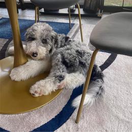 Poodle and Sheepadoodle All Grown Up from Kitandkboodle's Doodles
