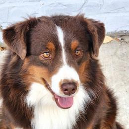 Bond - Miniature American Shepherd