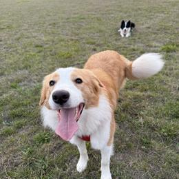 Border Collie Puppies from Cahill’s Canines
