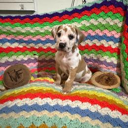 Purple Collar - Harlequin male Great Dane puppy in Surgoinsville, Tennessee from Mountain Valley Farm Great Danes