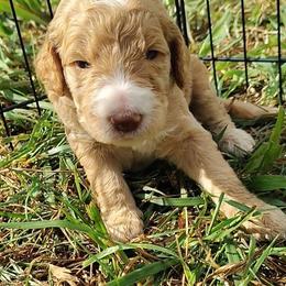Silver collar - Apricot female Goldendoodle puppy in Willow Springs, Missouri from Todd Family Homestead