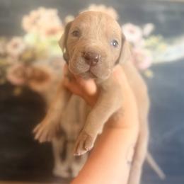 Meatball - Brindle male Great Dane puppy in Lehigh Acres, Florida from Florida Wrinkles
