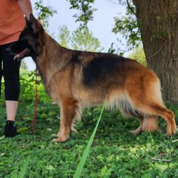 German Shepherds from Anam Cara