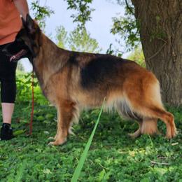 German Shepherds from Anam Cara