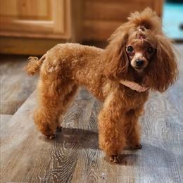 Tutu - Poodle