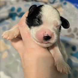 Tri Color Boy-3 - Tri-color male Cavapoo puppy in San Diego, California from WW Cavapoos