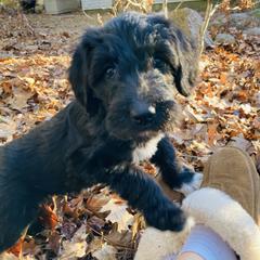 Double Doodle Puppies from Dog Paw Doodles