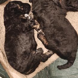 Poodle Puppies from Hatch & Homestead LLC