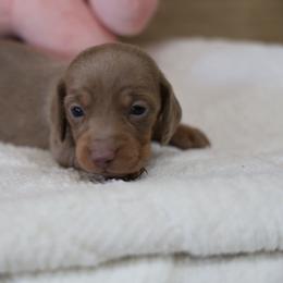 Babe - Fawn (isabella) and cream female Dachshund puppy in Jurupa Valley, California from Divine Doxies