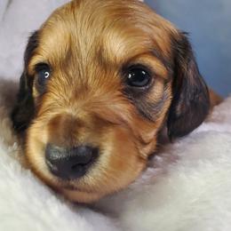 Caroline - Sable female Dachshund puppy in Mountain Grove, Missouri from Callaway Country Dachshunds