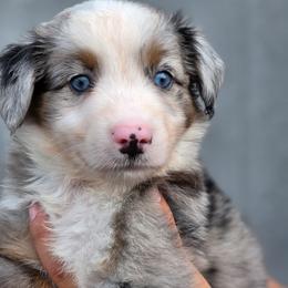 Spur - Blue merle male Miniature Australian Shepherd puppy in Lithia, Florida from Waterford Doodle Farm