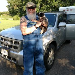 Australian Cattle Dog and Labrador Retriever Puppies from Trinity C Australian Cattle Dogs and Silver Labradors