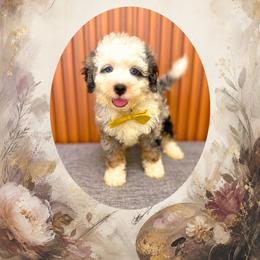 Monet - Blue merle male Bernedoodle puppy in Norcross, Georgia from Teddy Puppies