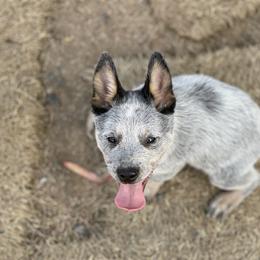 Australian Cattle Dog Puppies from Tin Roof Australian Cattle Dogs