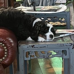 Bernedoodle Puppies from Palmetto Bernedoodles Boutique