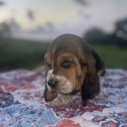 Rogan - Black brown and white male Basset Hound puppy in Conway, Missouri from Ozark Mountain Kennel