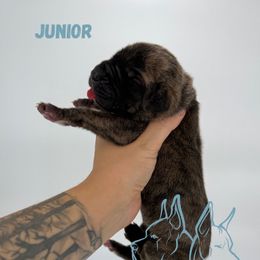 Junior - Brindle male Great Dane puppy in Michigan from Ohana Great Danes of Michigan
