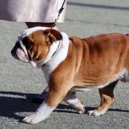 Ginger - Bulldog