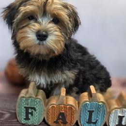Posey - Black and tan female Yorkshire Terrier puppy in Thornville, Ohio from My precious yorkies