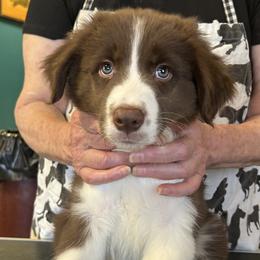 Fiddle - Red male Border Collie puppy in Giddings, Texas from JoyLee Border Collies