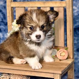 Darwin - Sable male Pembroke Welsh Corgi puppy in East Canton, Ohio from Victorian Farms