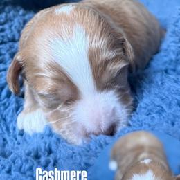 Cashmere - Apricot male Goldendoodle puppy in Pine Grove, California from Lundee Doodles